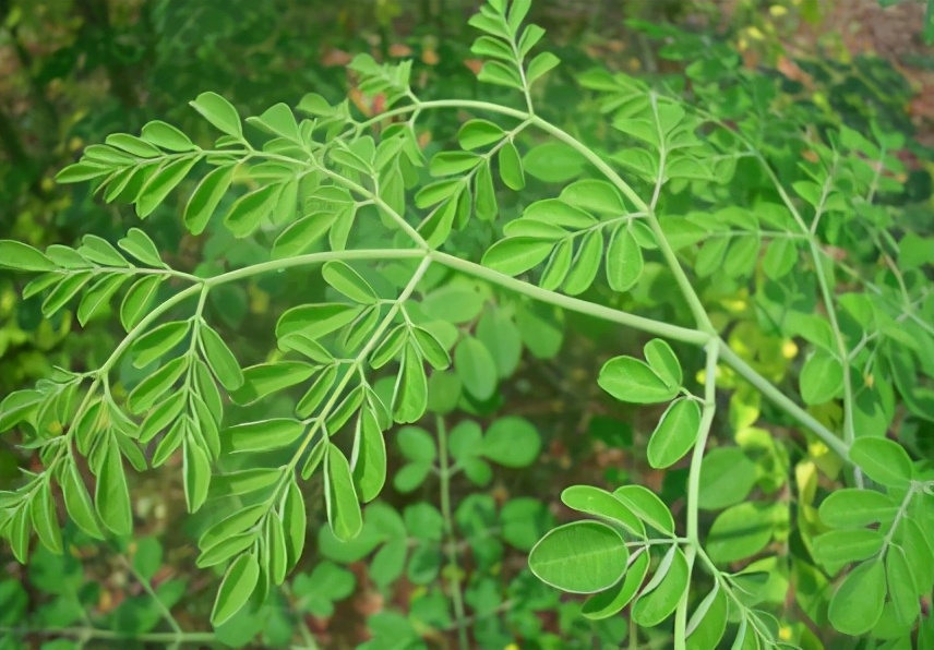 和辣椒同姓，根和皮有辣味，树叶是稀罕菜200元1斤，又炒作？