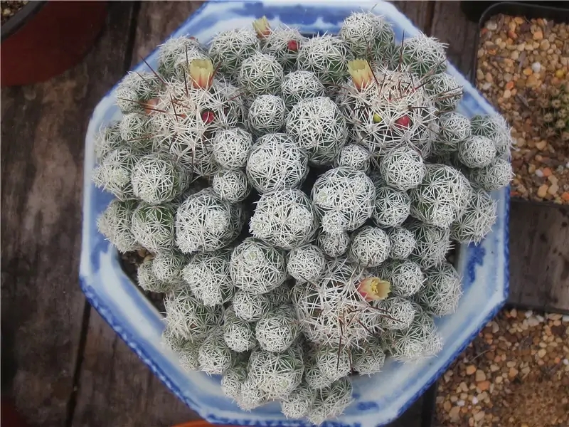 20种“懒人”花草，阳台客厅必备，好养好看，还能净化空气