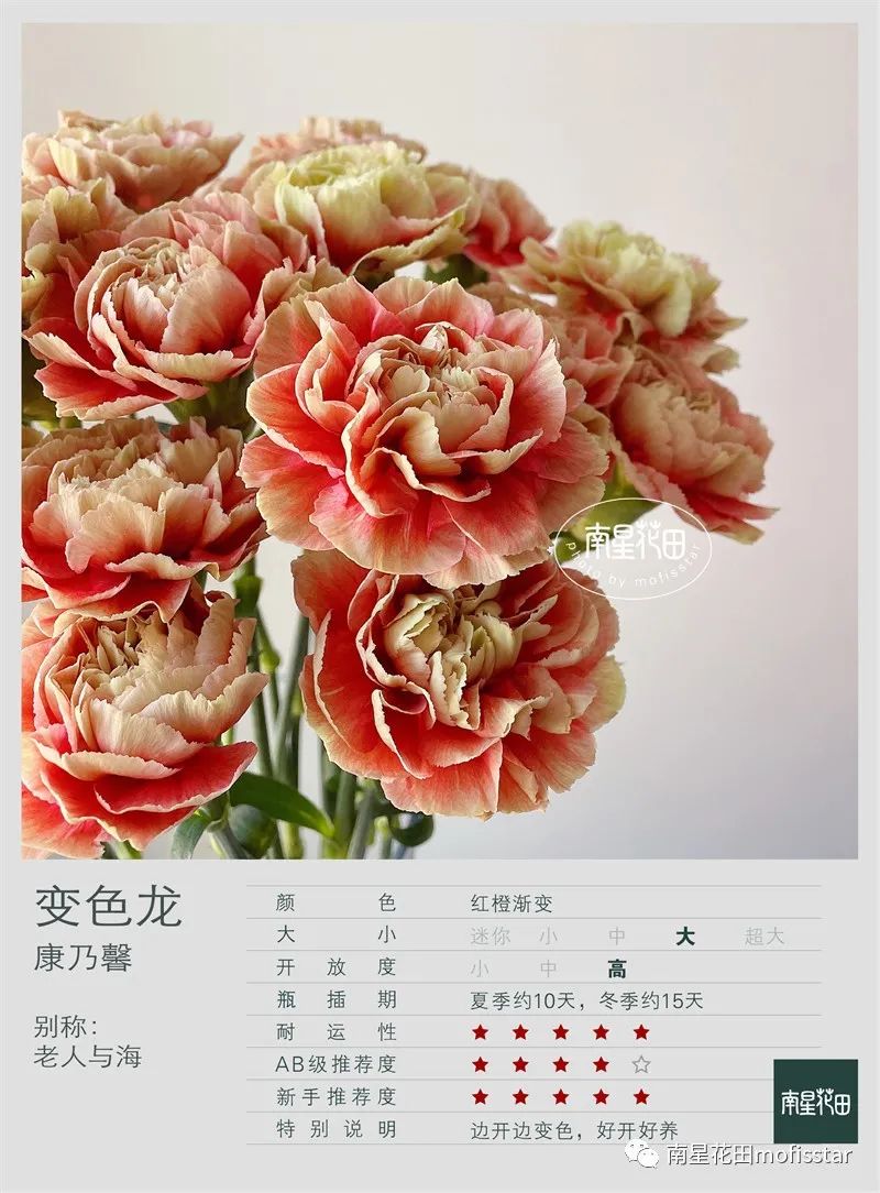 又叫"老人与海",哥伦比亚康乃馨引进品种