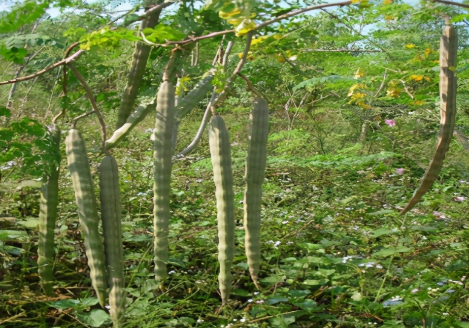 和辣椒同姓，根和皮有辣味，树叶是稀罕菜200元1斤，又炒作？