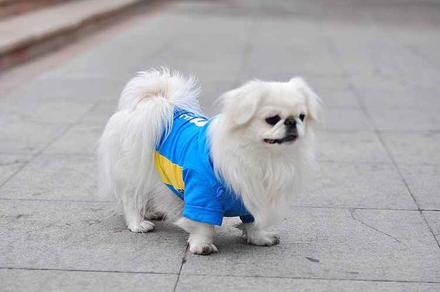 曾经享尽荣华富贵的皇家御犬——京巴犬 挑选饲养护理方法等全介绍