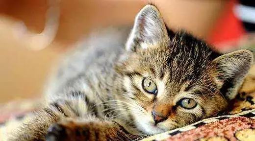 十大名猫闪亮登场，看看你最喜欢哪种