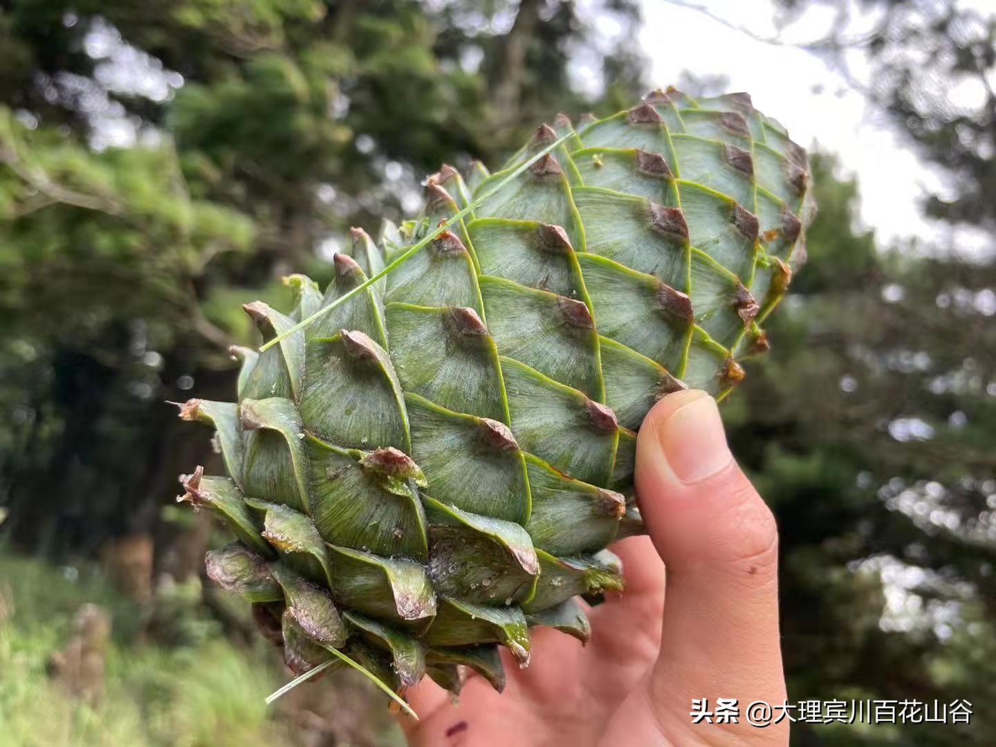 山风袭来，翠微千里，松塔俏立枝头，松仁清香弥漫在空气中