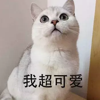 新手第一次养猫，选择英短还是美短呢？总算搞清楚了