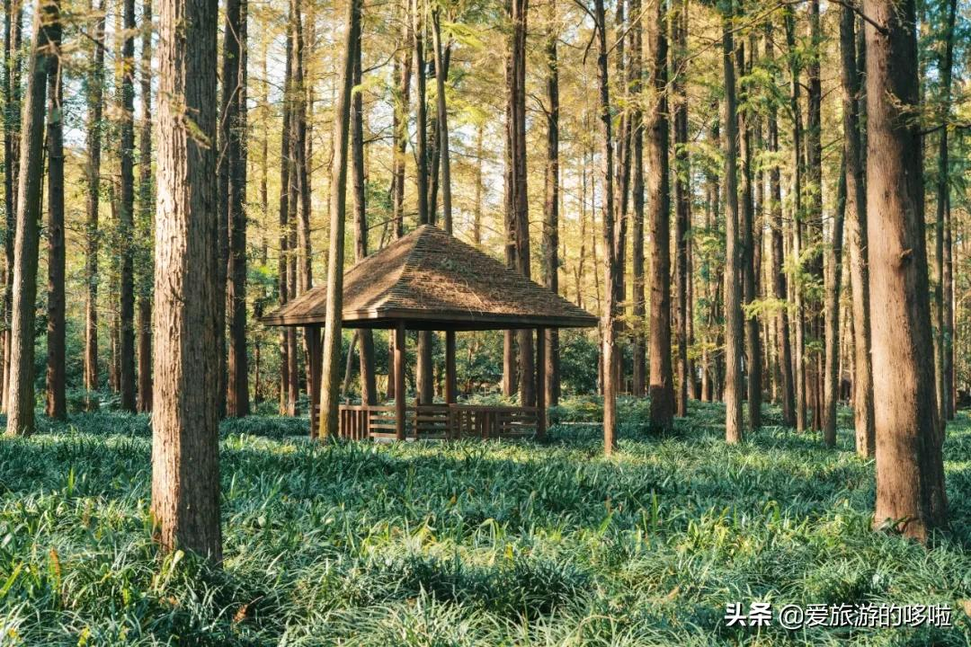 6块钱,包船游西湖