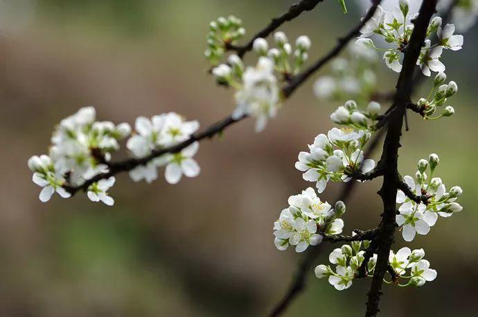 李花成簇開放,花心是綠色的,花瓣細細碎碎,呈乳白色,質感非常好,開花