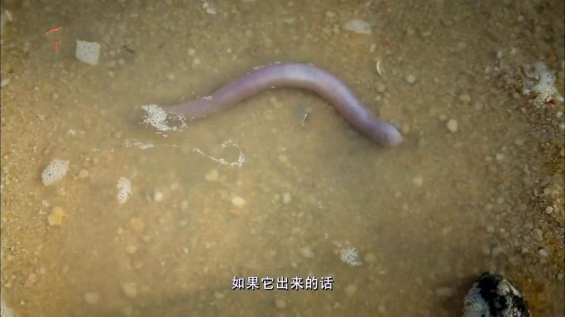 广东湛江，一种海鲜常让游客不敢动筷子，却有“天然味精”的美誉