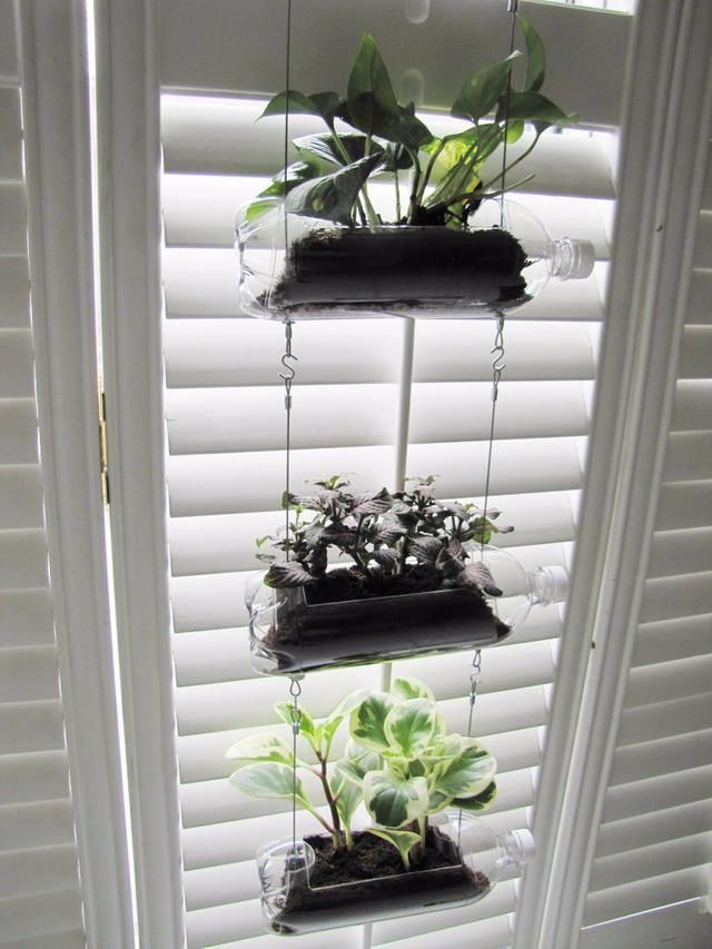 用汽水瓶制作垂直的吊盆植物，养各种绿植都长得很好，可养窗台边