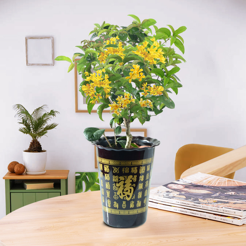 能“养人”的10种花，有的能吸废气、有的可以食用，种了不后悔