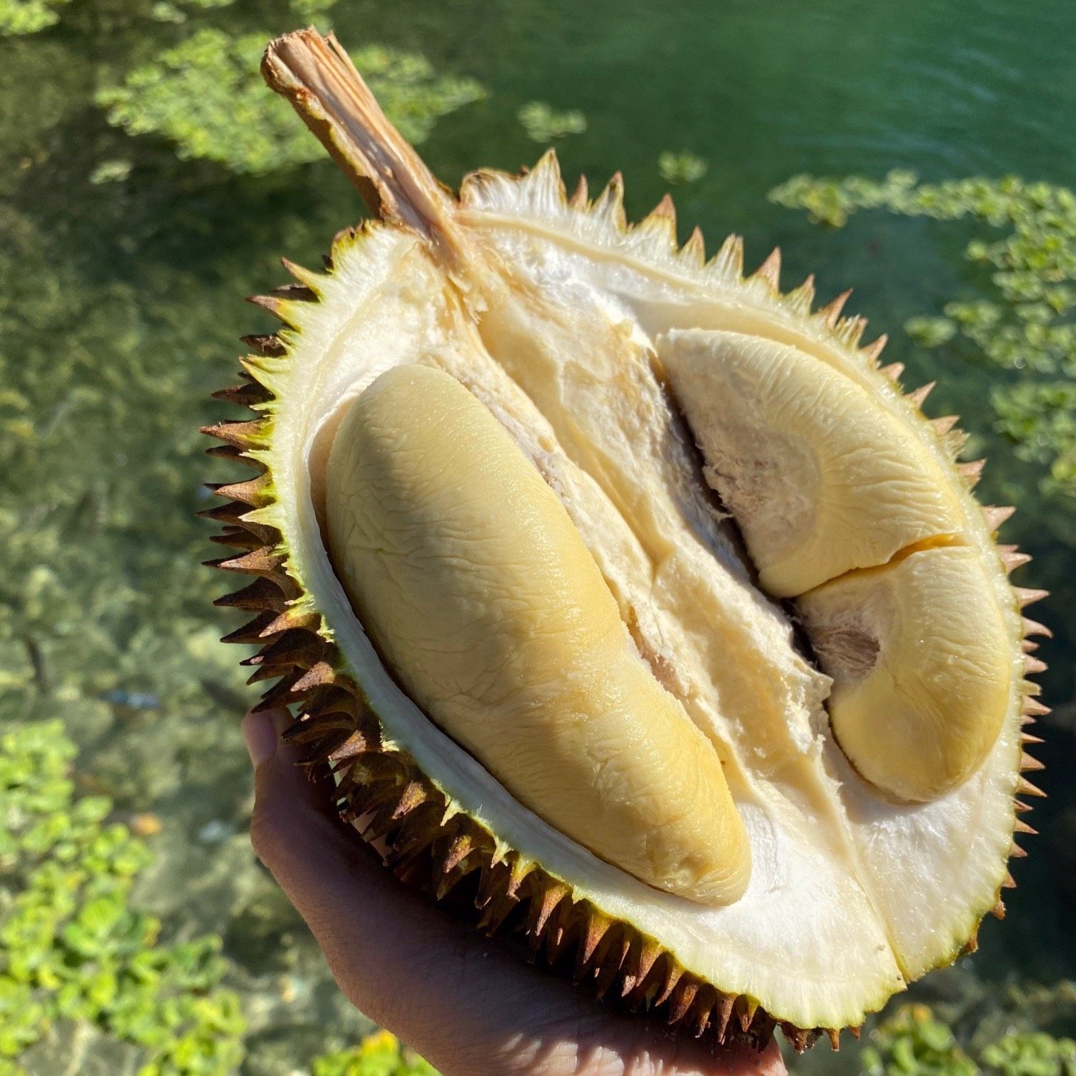 马来西亚十大最受欢迎的榴莲品种