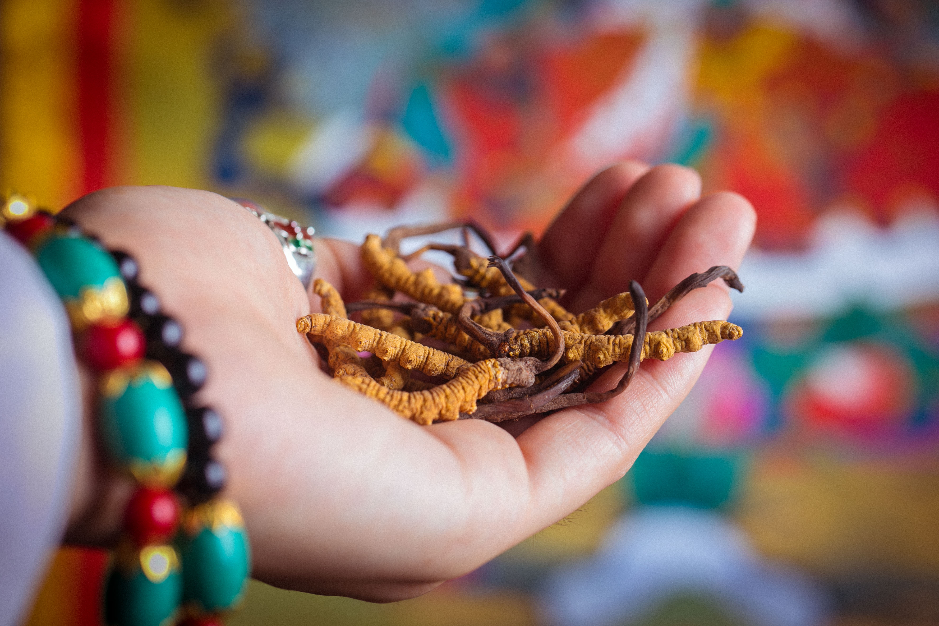 冬虫夏草不便宜，买回家要“正确保存”，价值高成分不受影响