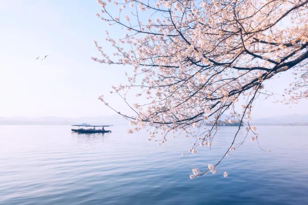 春天有什么花開,春天有什么花開放
