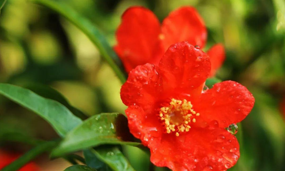 「诗词鉴赏」榴花初染火般红，古诗词里的榴花，燃烧着整个夏天