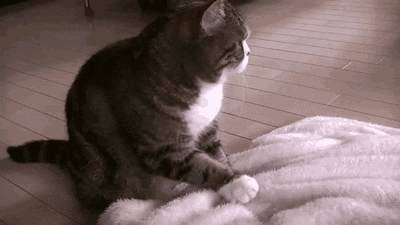 猫咪有几种表现，说明它“依赖”你