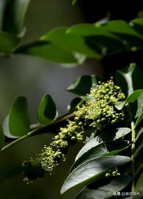 皂荚树与皂角树区别（全世界仅有6株野生的珍稀濒危物种）