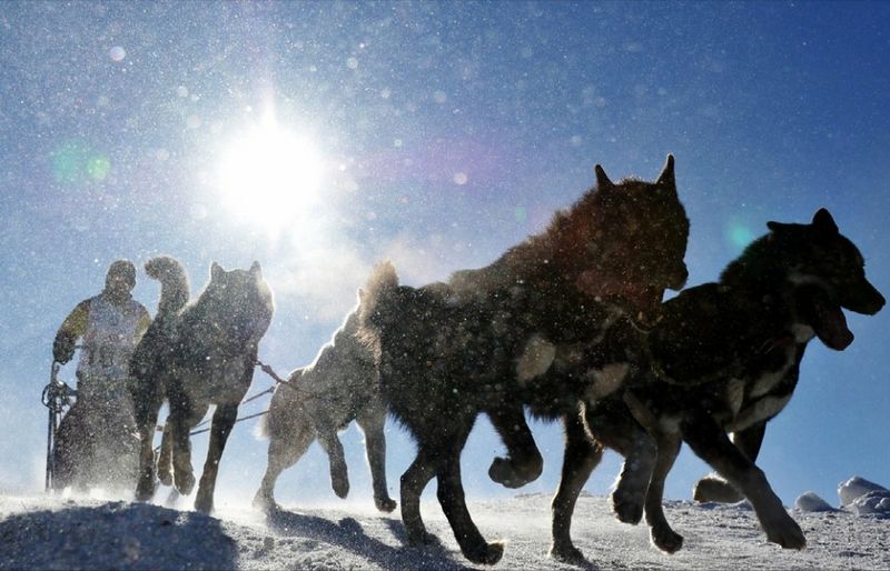 原来哈士奇可以这么帅？雪地竞赛中的它们，不是军犬胜似军犬！