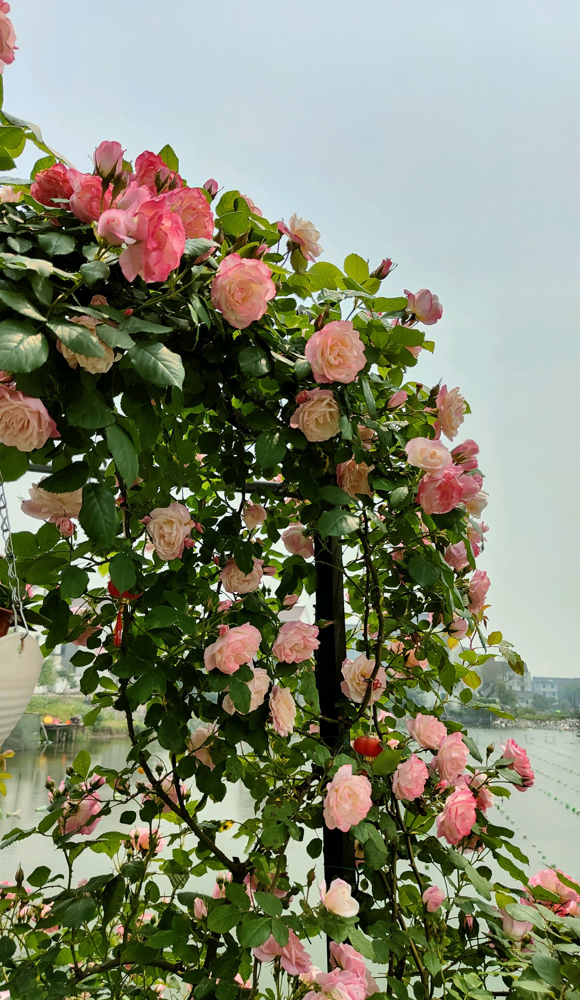 樱霞月季花（介绍一种长势超快的花墙植物）