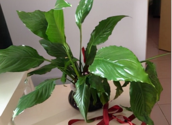 你过来,我告诉你秋冬季植物怎样养护?