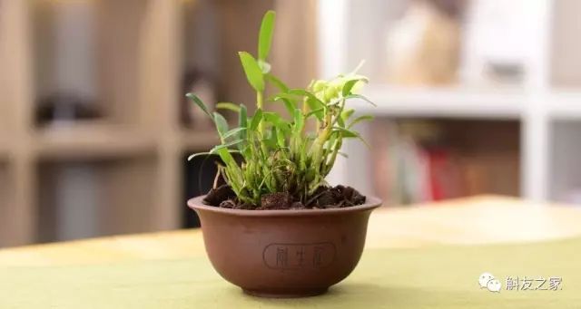种石斛兰的植料，原来这样配比种一盆活一盆…