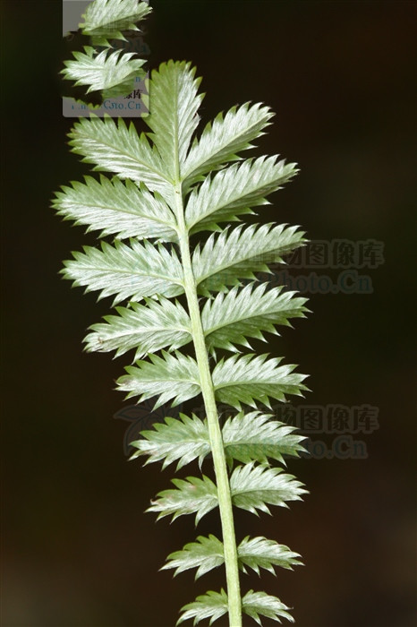 正宗翻白草图片(涩草) - 赤虎壹号