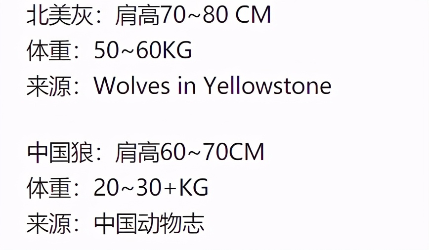 世界上最厉害的狼排名（世界最强犬科动物介绍）