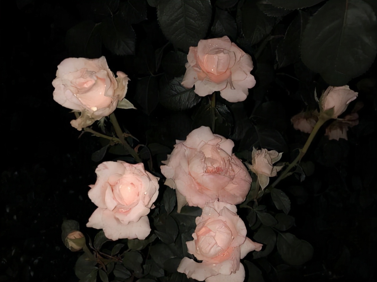 狮子座：细微之处见真情，他们的爱，隐藏在哪些细节里？