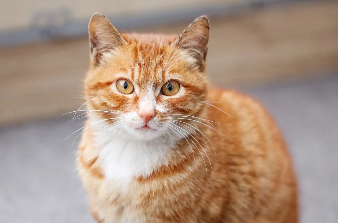 橘猫的颜色分为土黄,淡黄,橘黄,橘红,橘白等颜色,要乐乐说橘猫的颜值