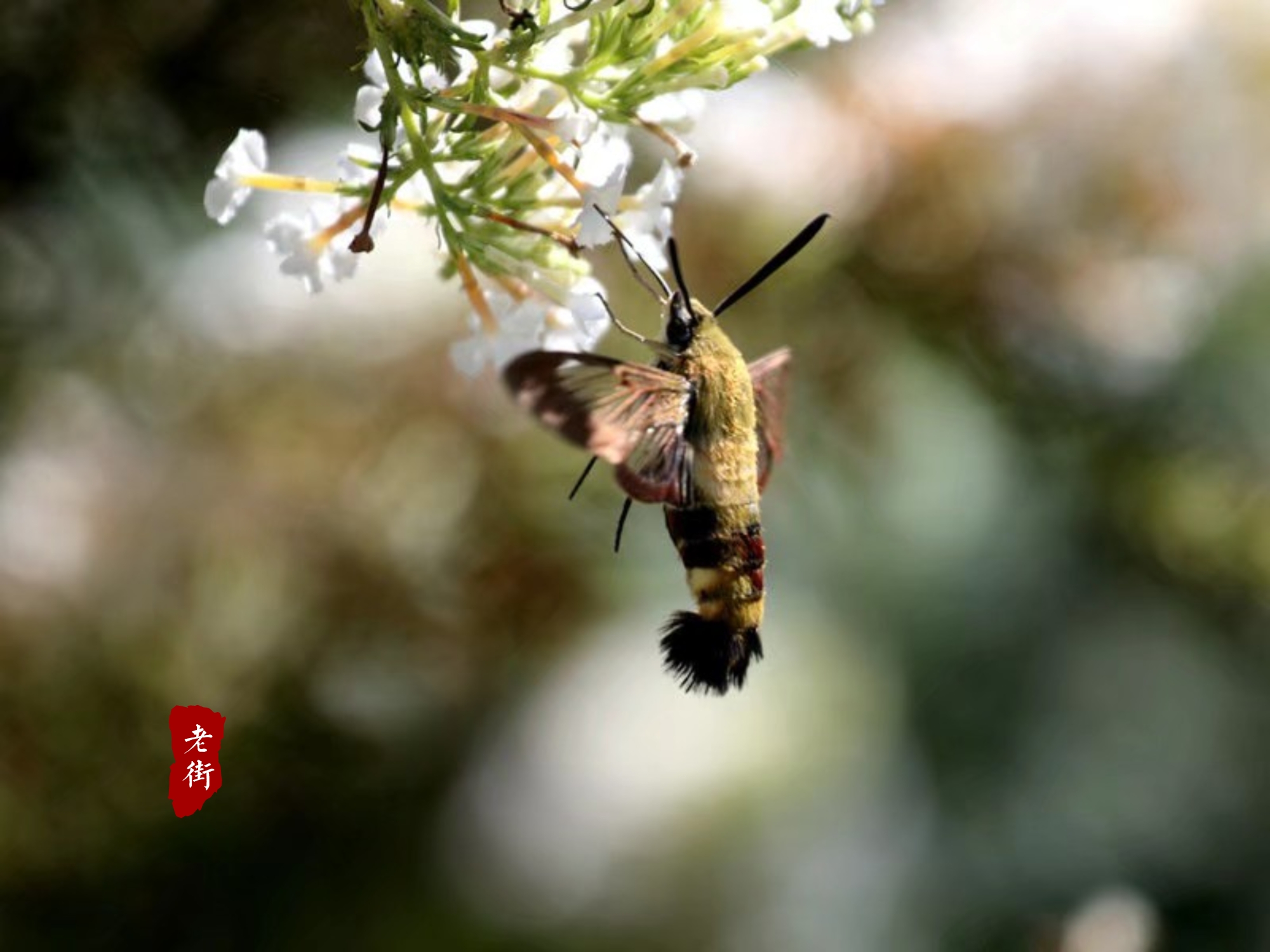 泪眼问花花不语，乱红飞过秋千去，作诗如何意层深、语浑成？