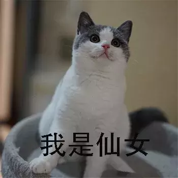 新手第一次养猫，选择英短还是美短呢？总算搞清楚了