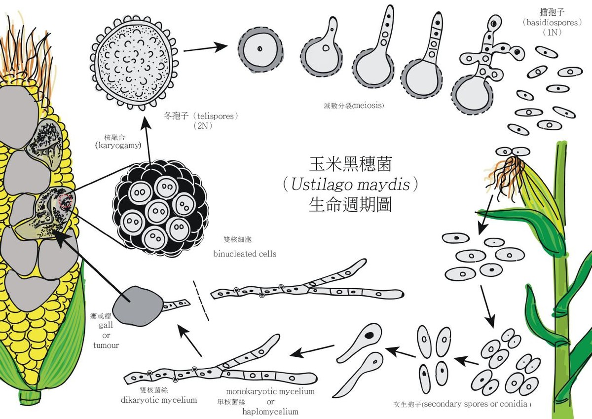 玉米黑粉菌,玉米黑粉菌骗局