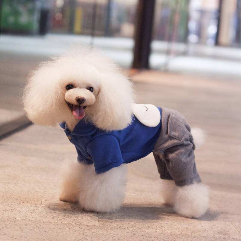 这10种狗狗，智商高，犹如6~8岁小孩