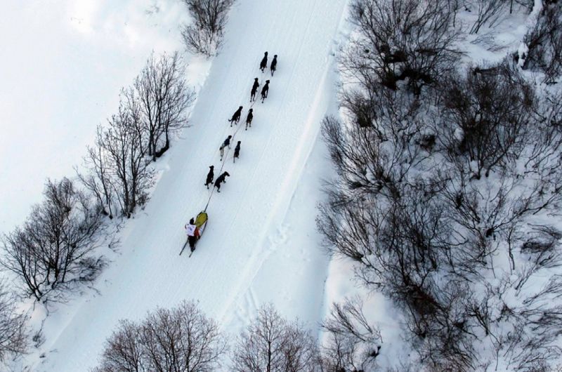 原来哈士奇可以这么帅？雪地竞赛中的它们，不是军犬胜似军犬！