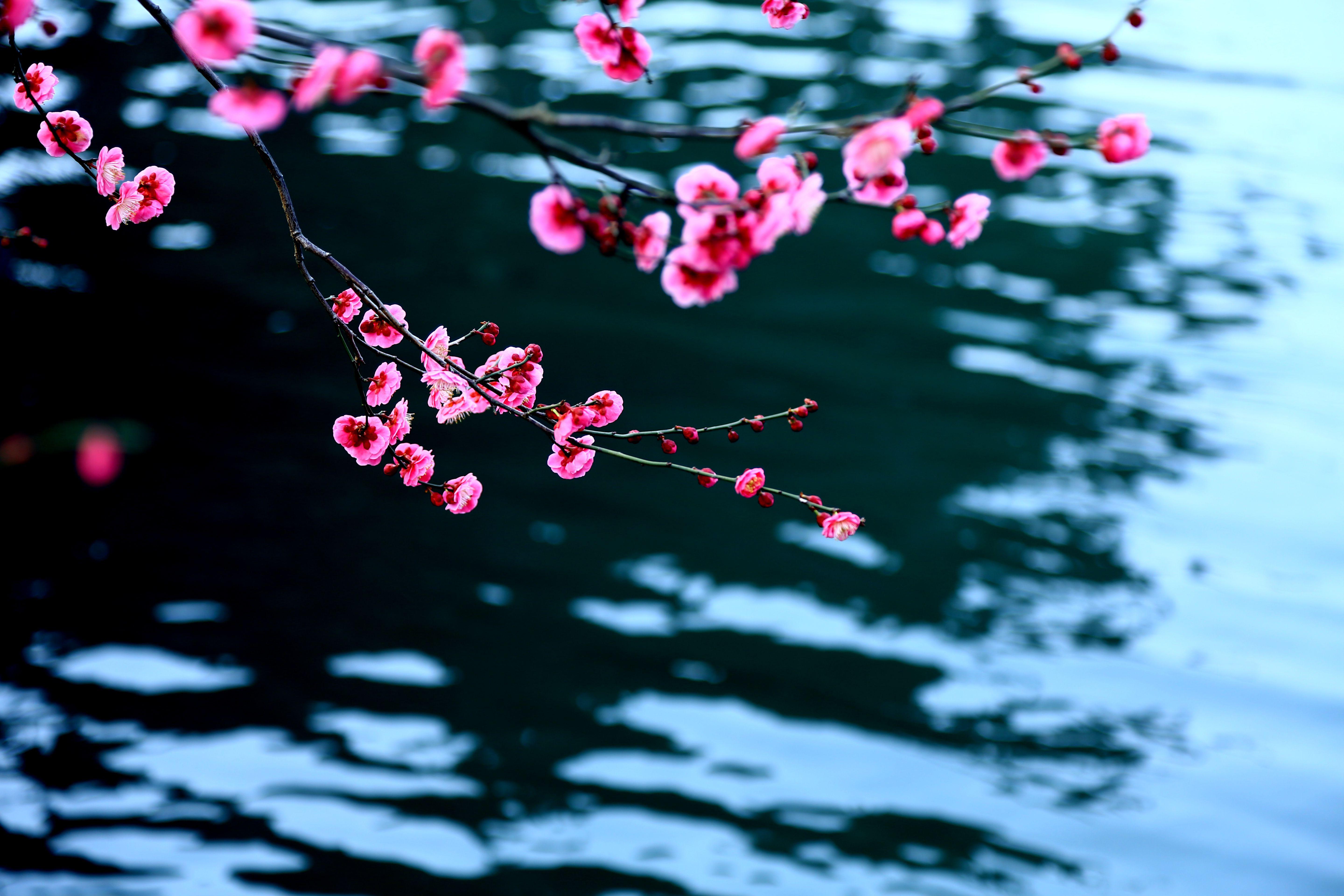 关于写乡村春景的美文