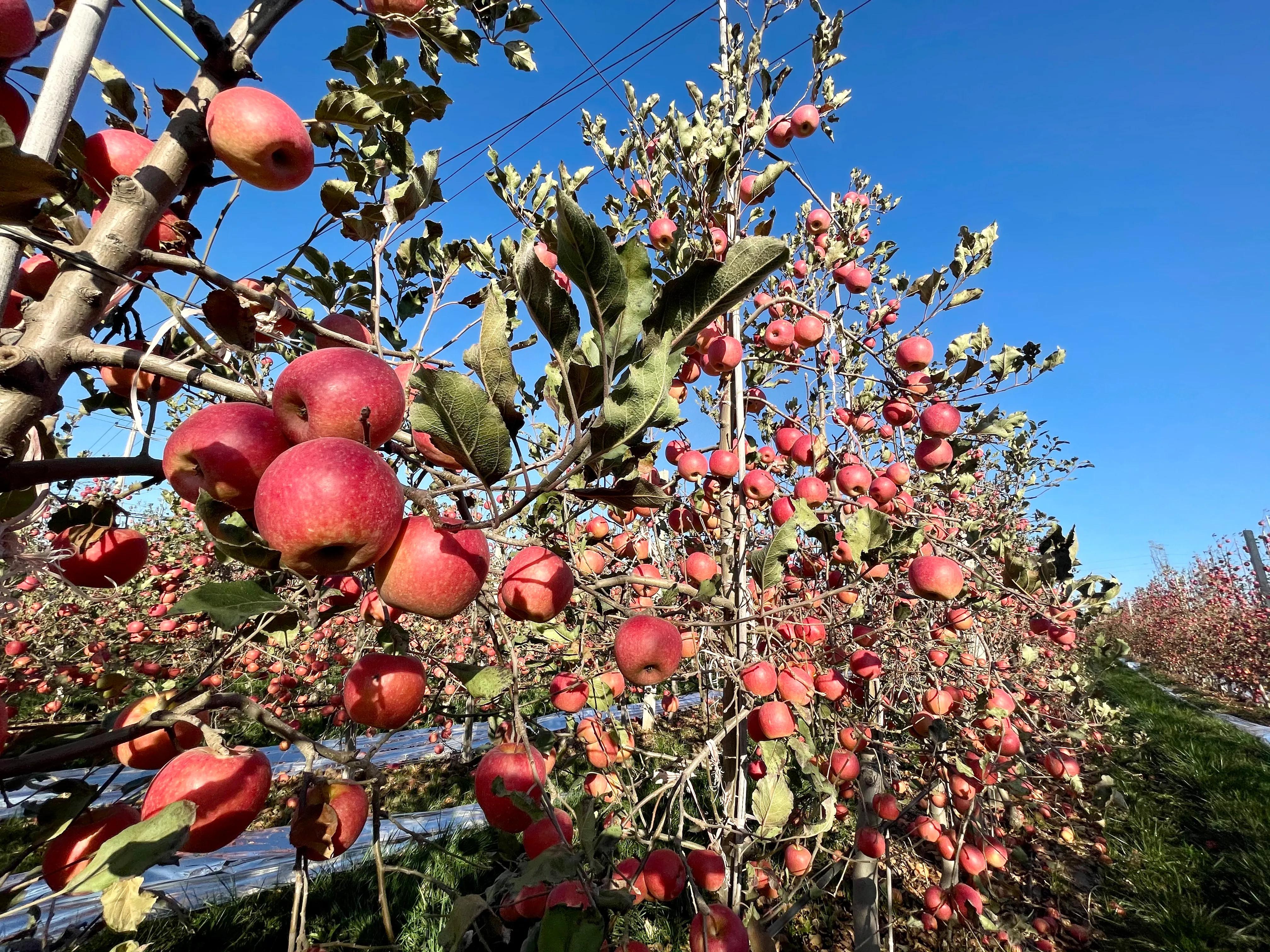 陕西果业产区行在澄城启动小苹果大产业澄城苹果中华名果