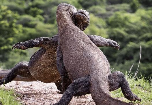 科莫多巨蜥咬人有救吗,被科莫多巨蜥咬了能治吗