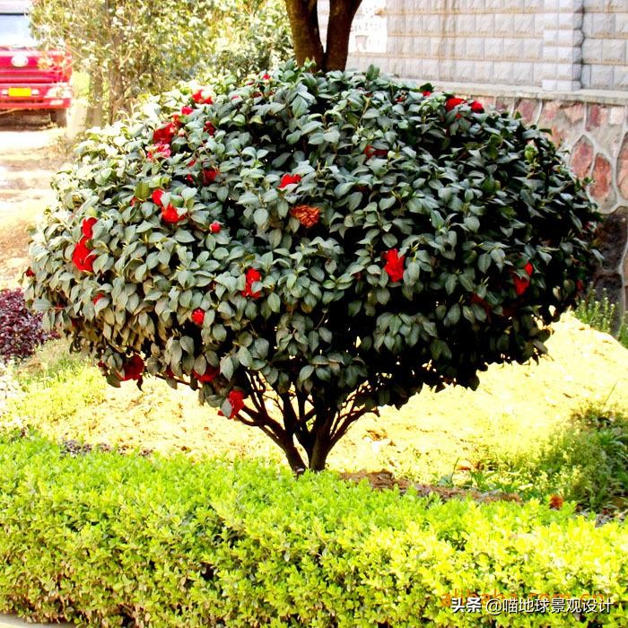 红花玉芙蓉（35种常见的球类灌木植物介绍）