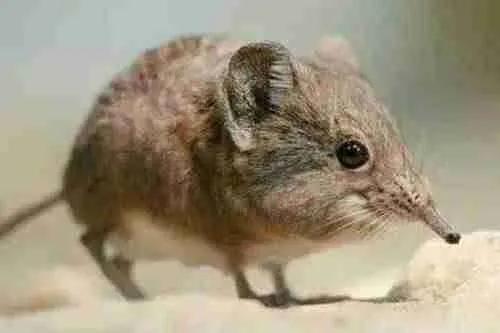 世界最小的动物排行榜（地球上最小的和最奇特的五种动物）