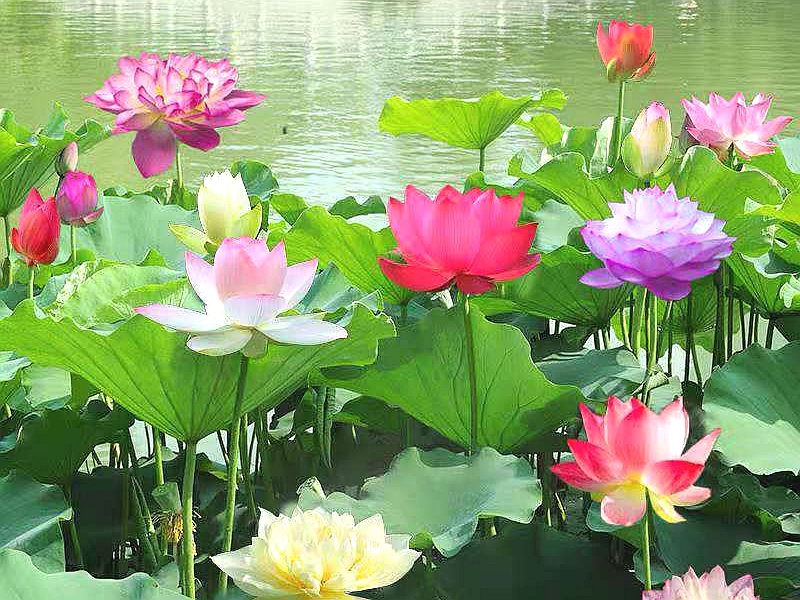 荷花金鱼的优美的句子_晶羽科技