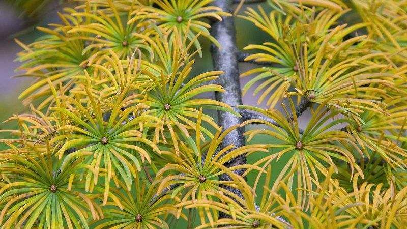 常见的10种裸子植物（生活中的裸子植物大盘点）