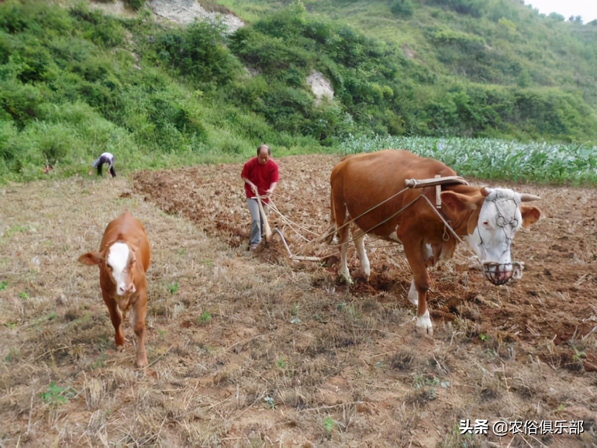 回民为什么不吃猪(农村的祭祀习惯，人不吃的东西不能给逝者当祭品，尤其是这两种肉)