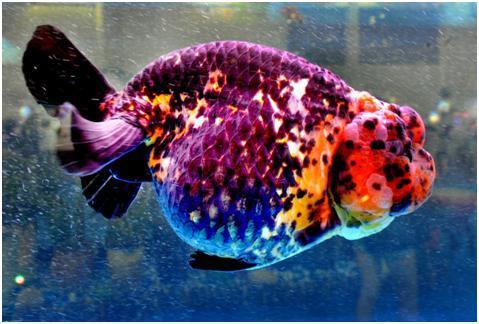 一对朱顶紫罗袍金鱼60万，那么金鱼的鉴赏标准是怎样的？