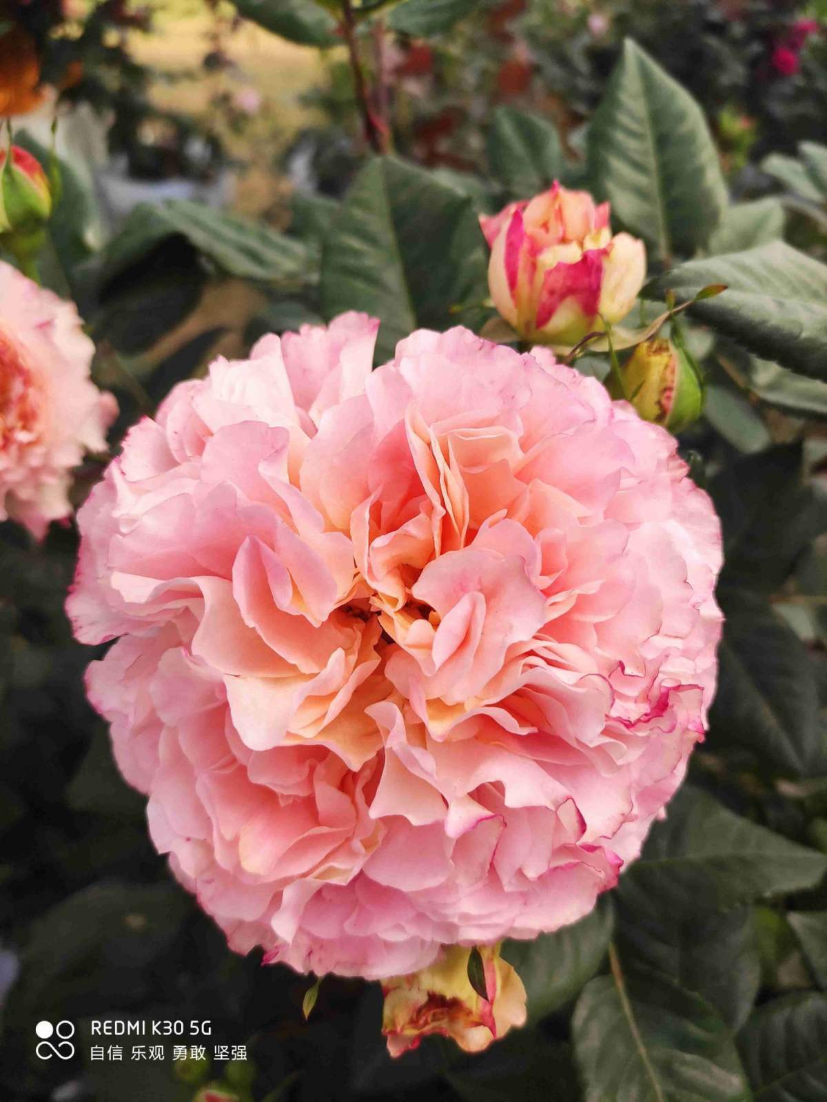 花种类介绍大全（常见花图文并茂非常详细）