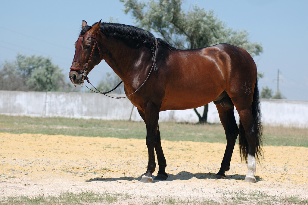 夏尔马多少钱一匹("瘦死的骆驼比马大",价值百万的高头大马却面临绝种