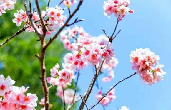 深圳10个免费特色花海公园，人少景美地铁直达，知道的人不多