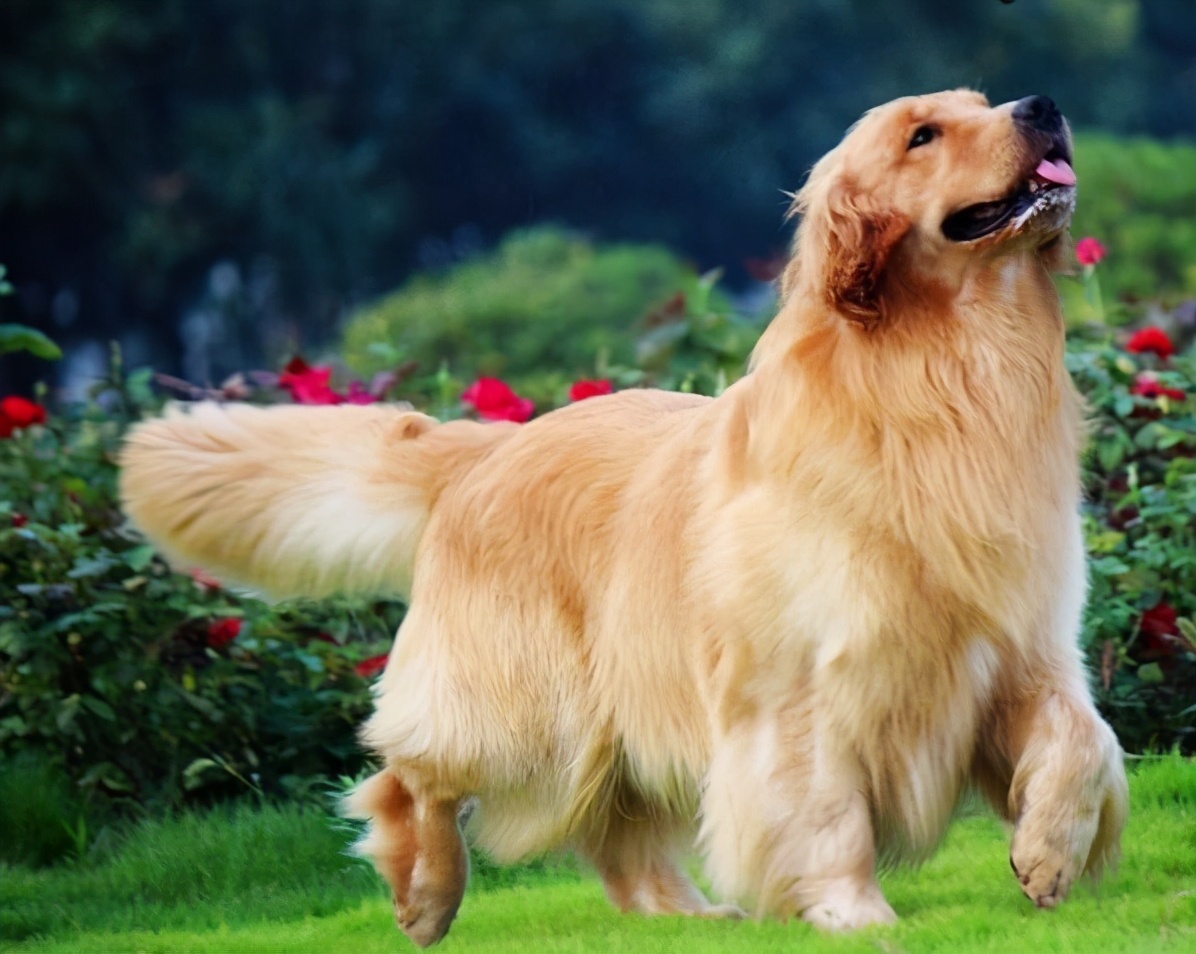 "纯种金毛"才有的6个特点,串串一眼就被看出来了