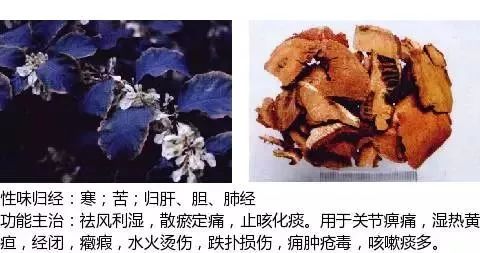 300个中草药图谱（附主治功效），知道一半就太牛了（上）