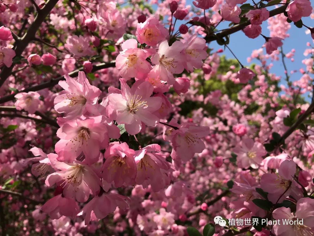 垂丝海棠：枝似轻丝袅袅垂，娇柔含羞如春醉
