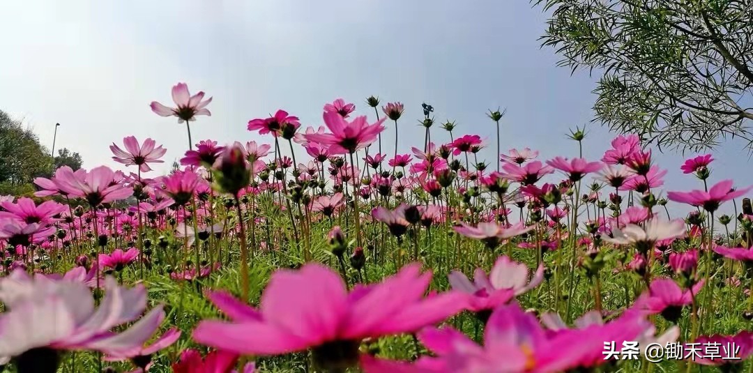 格桑花和波斯菊的區別(格桑花-波斯菊)