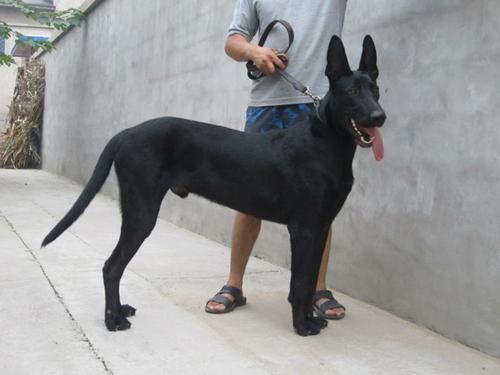 犬界中，4种黑色猛犬，被江湖人称为“犬中四煞”