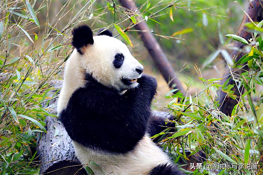 吃了一次火锅脑洞大开，画出熊猫“浮世绘”，获得国际设计界大奖
